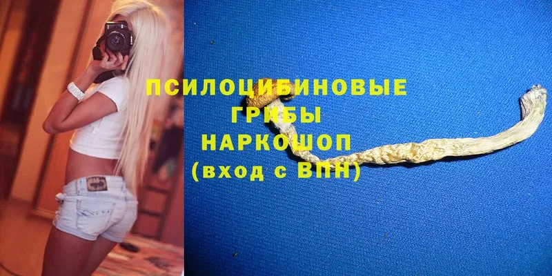 продажа наркотиков  Кудрово  OMG ТОР  Галлюциногенные грибы Psilocybe 